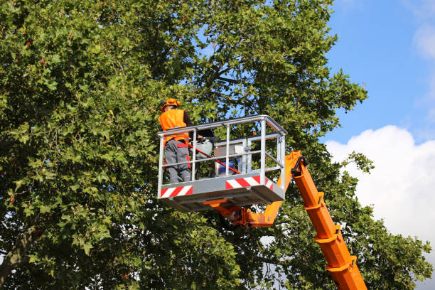 Best Emergency Storm Tree Removal  in Lisbon, ME